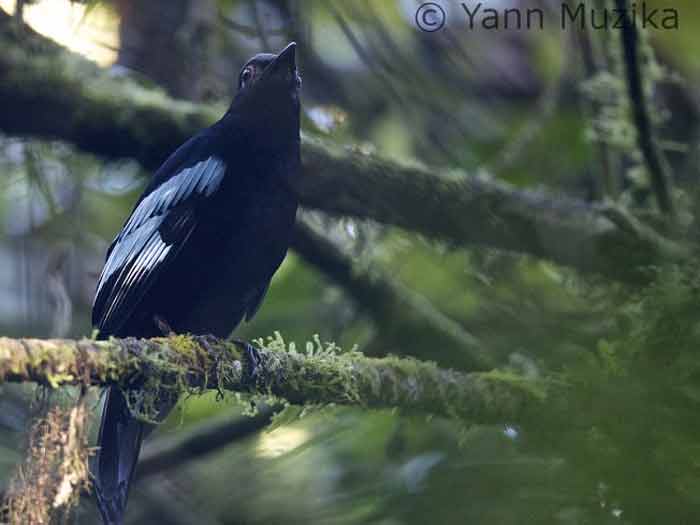 Gambar burung Ciung-mungkal Sumatera