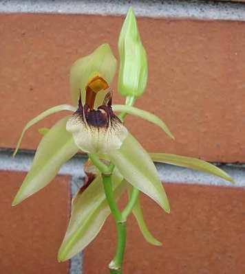 Anggrek Coelogyne fragrans