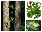 Batang, daun, bunga, dan buah damar (Agathis dammara)