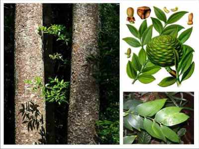 Batang, daun, bunga, dan buah damar (Agathis dammara)