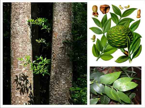 Batang, daun, bunga, dan buah damar (Agathis dammara)