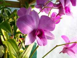 Dendrobium bigibbum (Anggrek Larat)