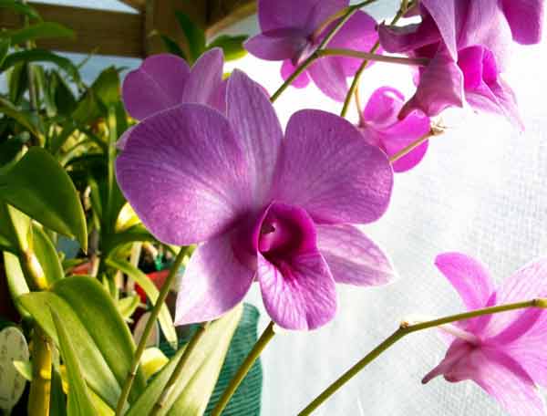 Dendrobium bigibbum (Anggrek Larat)