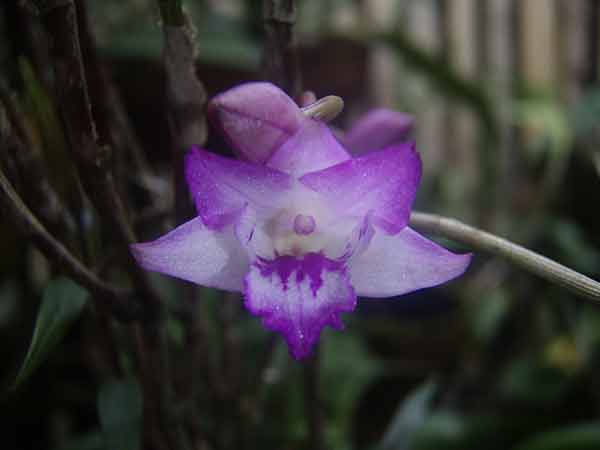 Dendrobium lancifolium (The Sword-Like Leafed Dendrobium)