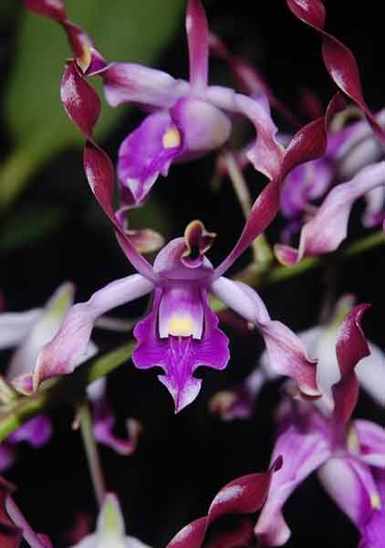 Dendrobium lasianthera (Anggrek stuberi)