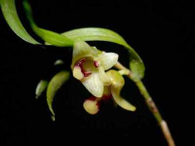 Dendrobium poneroides