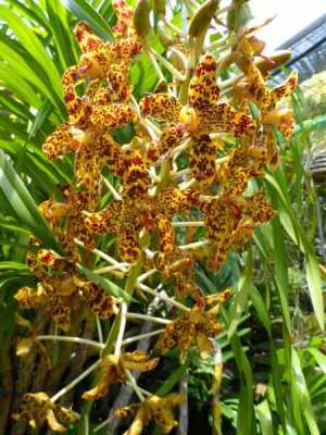Grammatophyllum speciosum (Anggrek Tebu