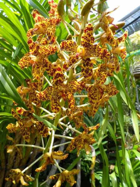 Grammatophyllum speciosum (Anggrek Tebu