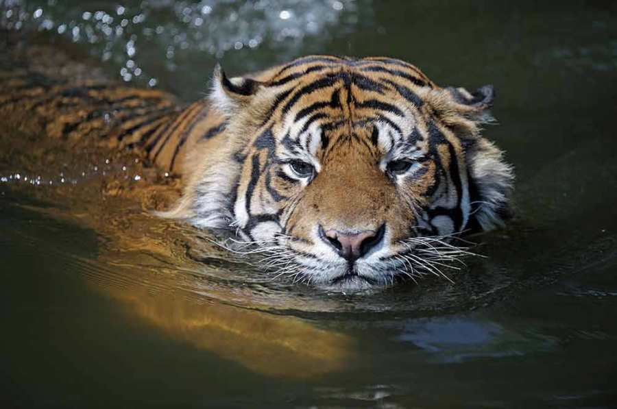 Harimau berenang di air