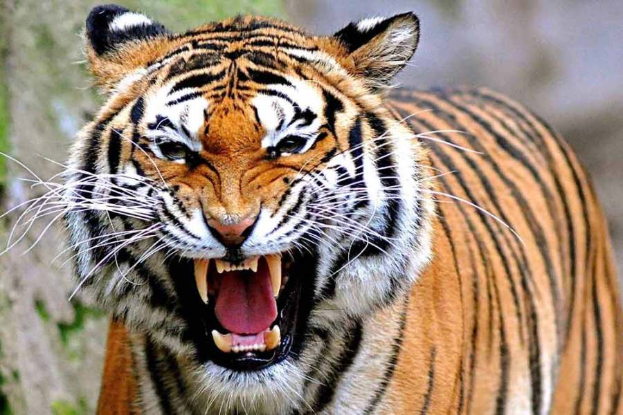 Harimau Sumatera Mengaum