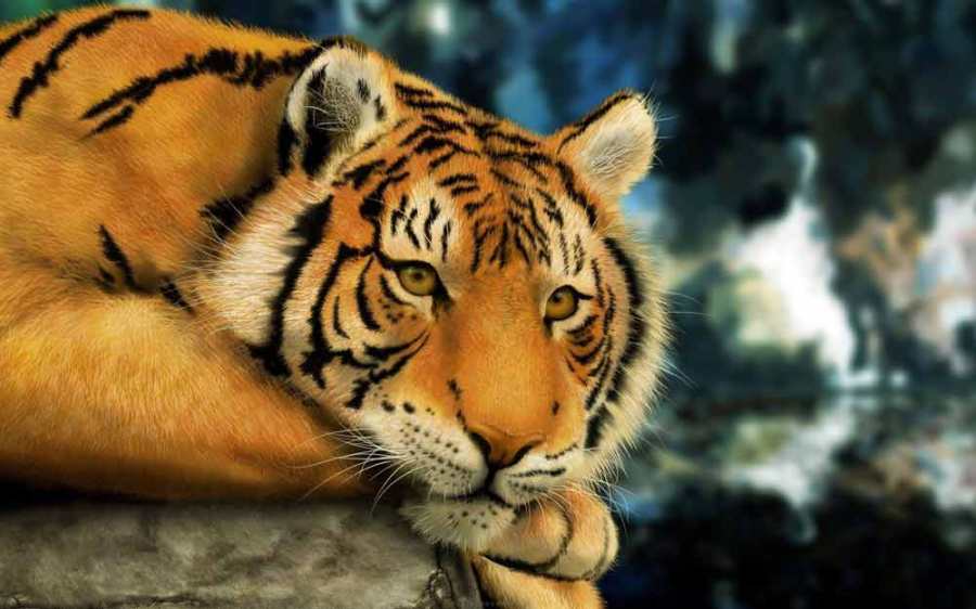 Wallpaper Harimau Lucu