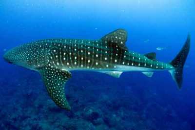 Hiu paus atau Whale shark