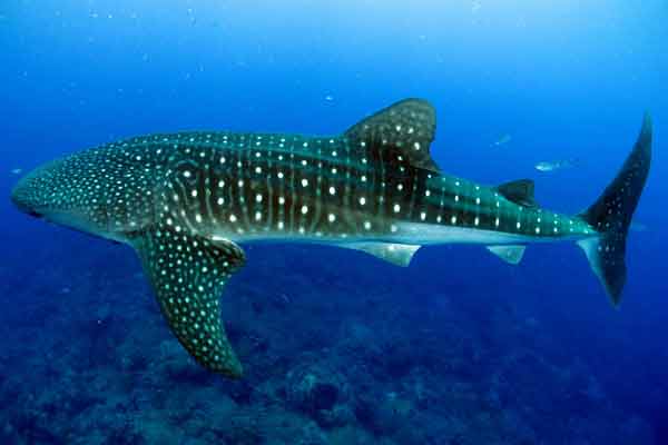 Hiu paus atau Whale shark
