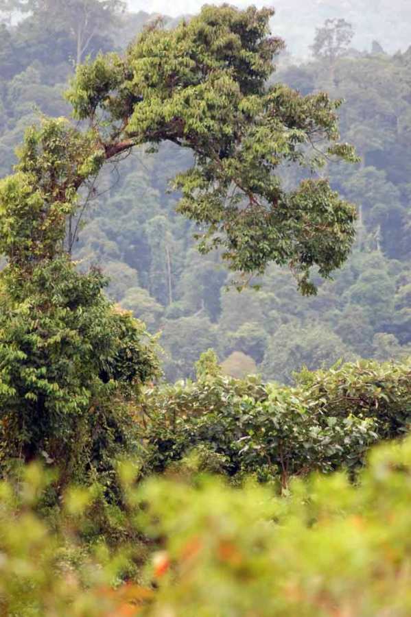 Gambar Hutan Hujan Tropis Indonesia