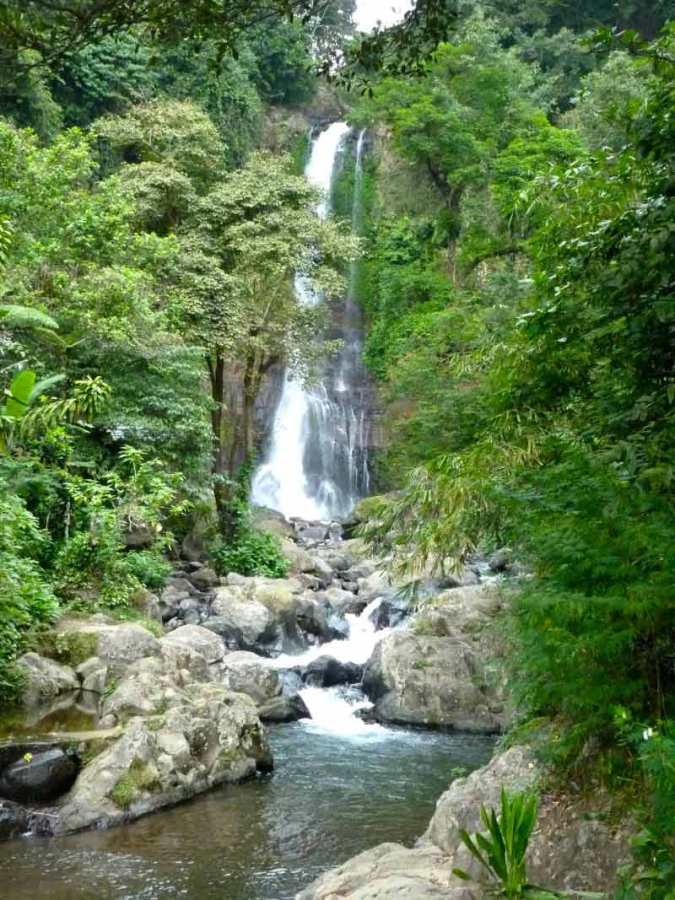 Gambar Hutan Hujan Tropis Indonesia