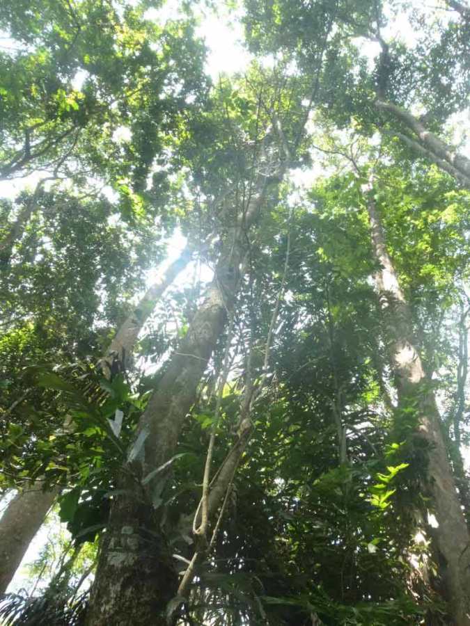 Gambar Hutan Hujan Tropis Indonesia