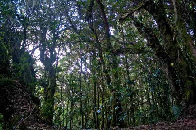 Gambar Hutan Hujan Tropis Indonesia