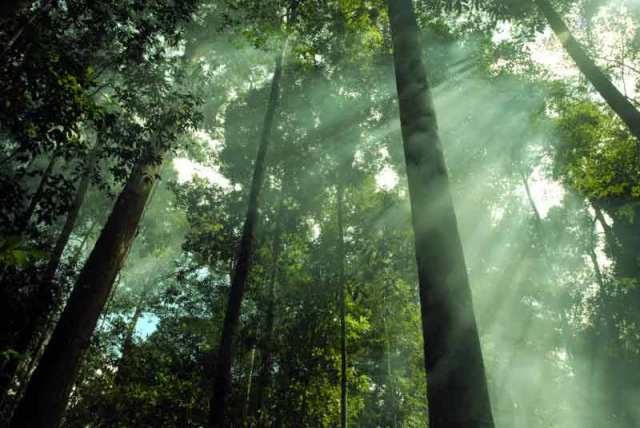 Gambar Hutan Hujan Tropis Indonesia