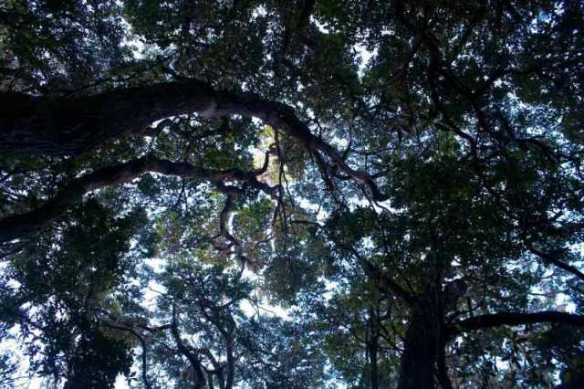 Gambar Hutan Hujan Tropis Indonesia
