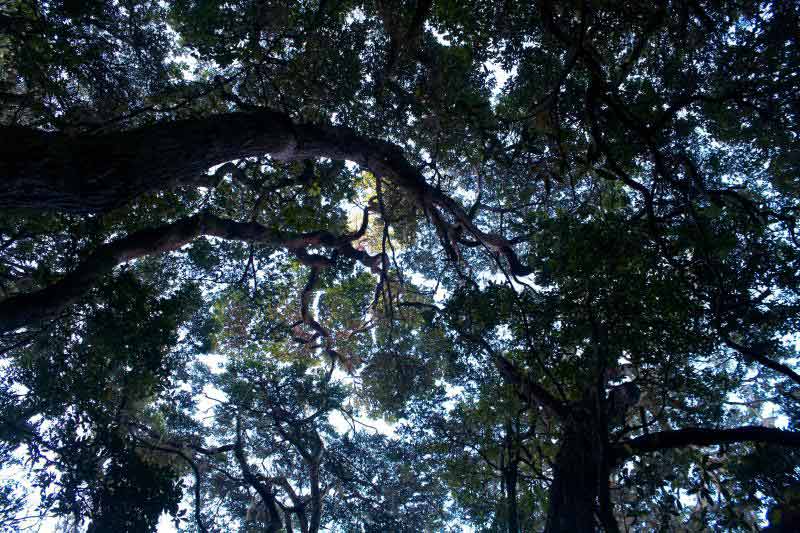 Gambar Hutan Hujan Tropis Indonesia