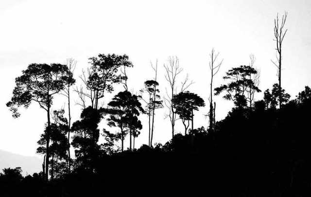 Gambar Hutan Hujan Tropis Indonesia