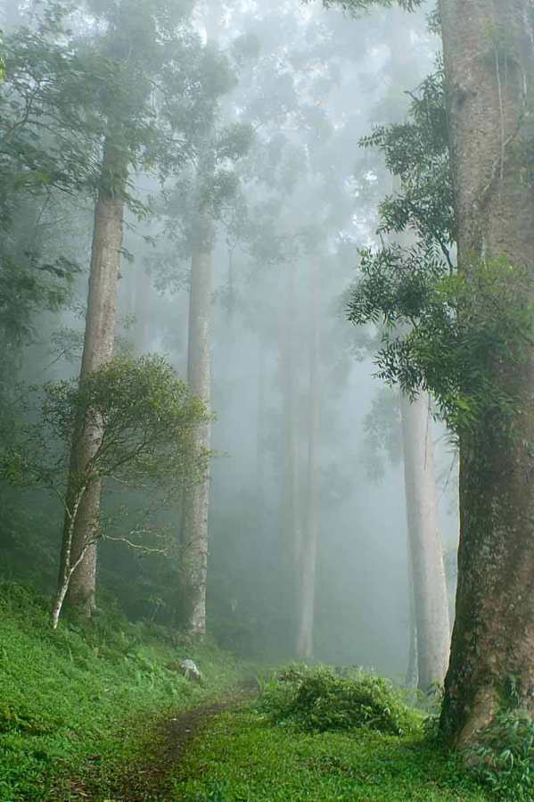 Gambar Hutan Hujan Tropis Indonesia