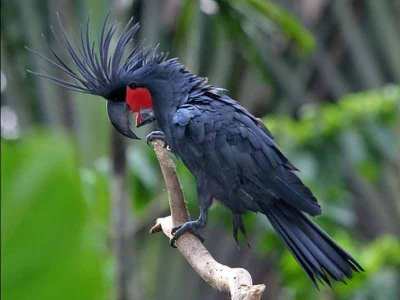 Kakatua Raja (Probosciger aterrimus)