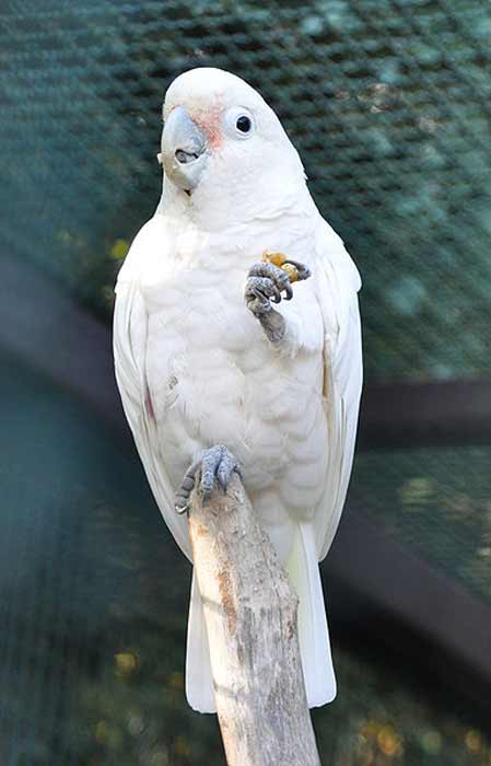 Kakatua Tanimbar (Cacatua goffiniana)