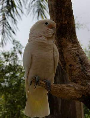 Kakatua Tanimbar (Cacatua goffiniana)