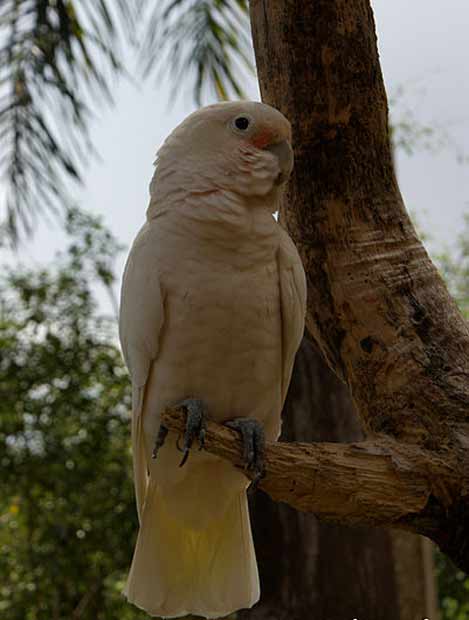 Kakatua Tanimbar (Cacatua goffiniana)