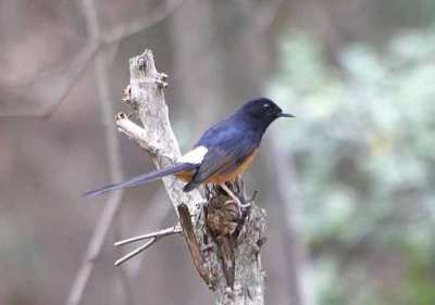 Burung Murai Batu atau Kucica Hutan