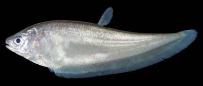 Ikan Belida atau Kapirat