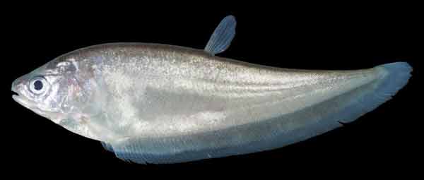 Ikan Belida atau Kapirat