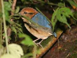 Gambar burung Paok Schneider