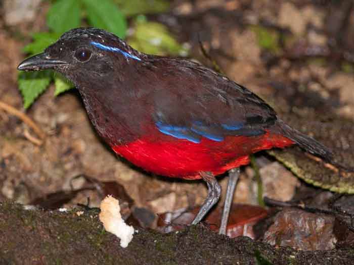 Gambar burung Paok Topi-hitam