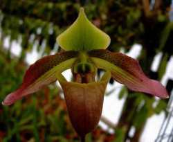 Paphiopedilum papuanum