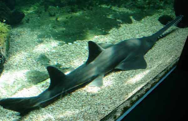 Ikan Pari Sentani atau Hiu gergaji