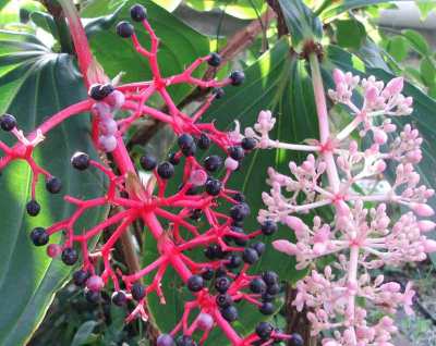 Buah Parijoto (Medinilla speciosa)