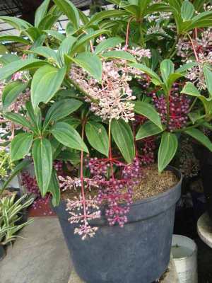 Pohon Parijoto (Medinilla speciosa)