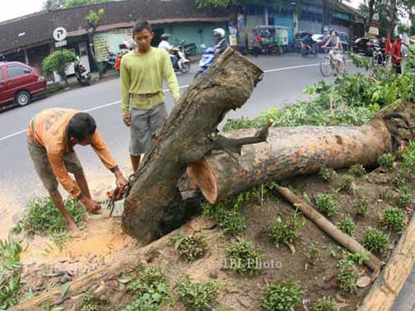 Perda Perlindungan Pohon