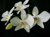 Phalaenopsis amabilis (Anggrek Bulan)