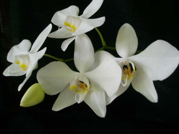 Phalaenopsis amabilis (Anggrek Bulan)