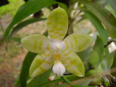 Phalaenopsis amboinensis f. flavida
