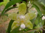 Phalaenopsis amboinensis f. flavida