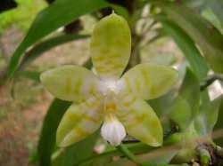 Phalaenopsis amboinensis f. flavida