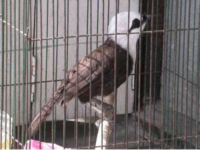 Gambar Burung Poksai Jambul