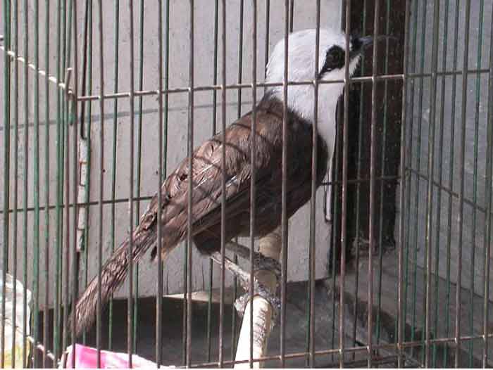 Gambar Burung Poksai Jambul