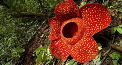 Bunga Raflesia Arnoldi