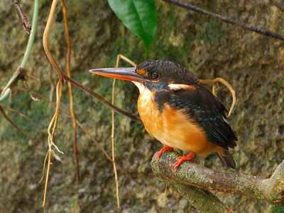 Burung Raja-uadang Kalung-biru betina