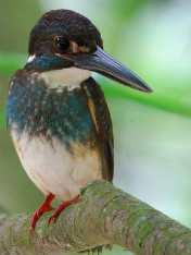 Burung Raja-uadang Kalung-biru jantan